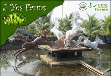 J Yes Farms @ Neendoor: Say Yes to the Good Green Life! J Yes Farms